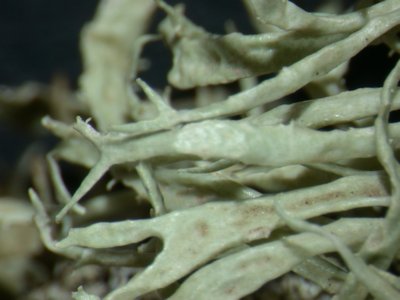 [Ramalina implectens]
